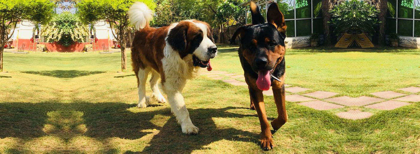 Pet Resort Gurgaon