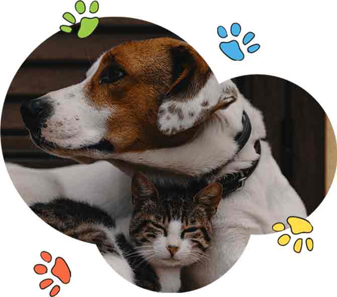Dog Boarding Gurgaon - Pet Lovers Hut facility