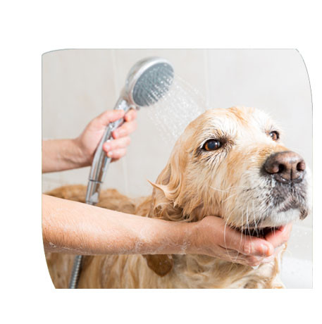 Pet Grooming Gurgaon, Dog Grooming